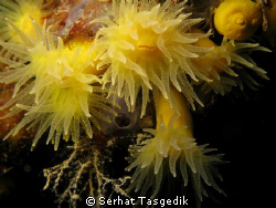 Canon G9  YS110 by Serhat Tasgedik 